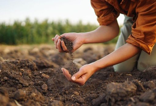 Los biofertilizantes obtenidos a partir de deyecciones ganaderas pueden competir con los fertilizantes convencionales y tienen menor impacto ambiental